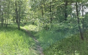 Foto działki (17)